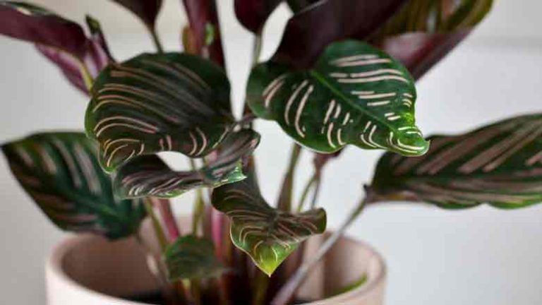 Plumeria Leaves Curling Causes How To Fix Them