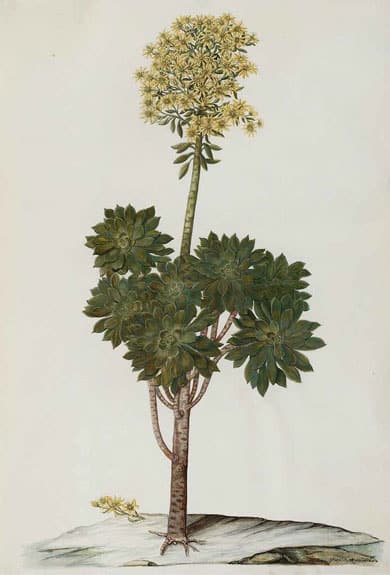 Aeonium Arboreum