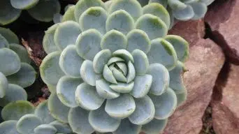 Caring for Echeveria Elegans