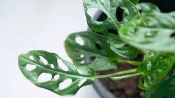 Propagating the Monstera Adansonii 