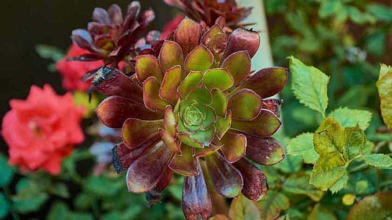 Aeonium Arboreum (Purple Rose Tree)