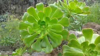 Caring for Aeonium Canariense