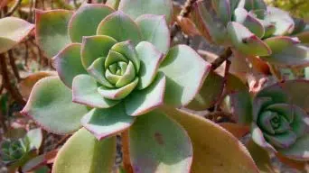 Caring for Aeonium Haworthii