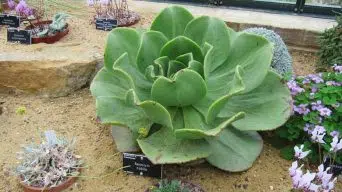 Caring for Aeonium Nobile