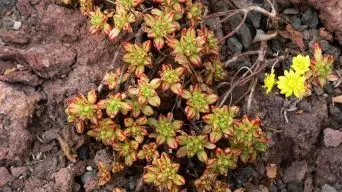 Caring for Aeonium Sedifolium