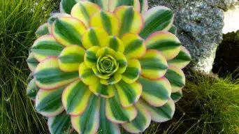 Caring for Aeonium Sunburst