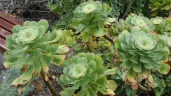 Caring for Aeonium Undulatum