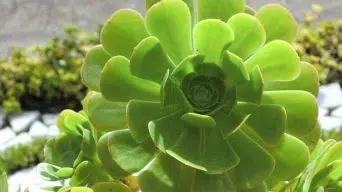 Caring for Aeonium Urbicum