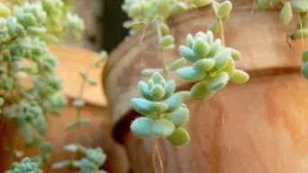 Succulents with Aerial Roots