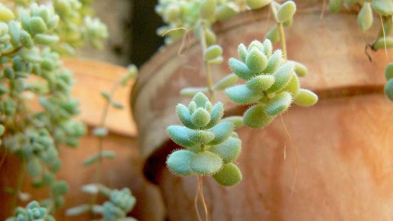 Succulents with Aerial Roots