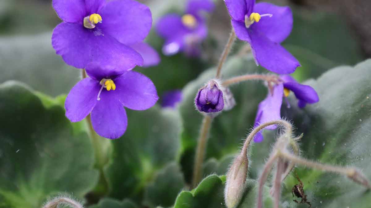 African Violet Flowers Dying