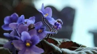 African Violet Drooping Leaves