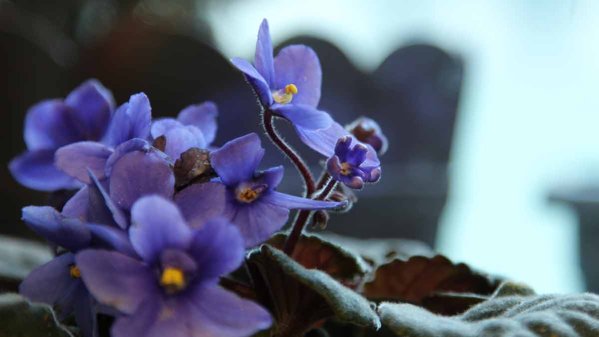 African Violet Leaves Drooping