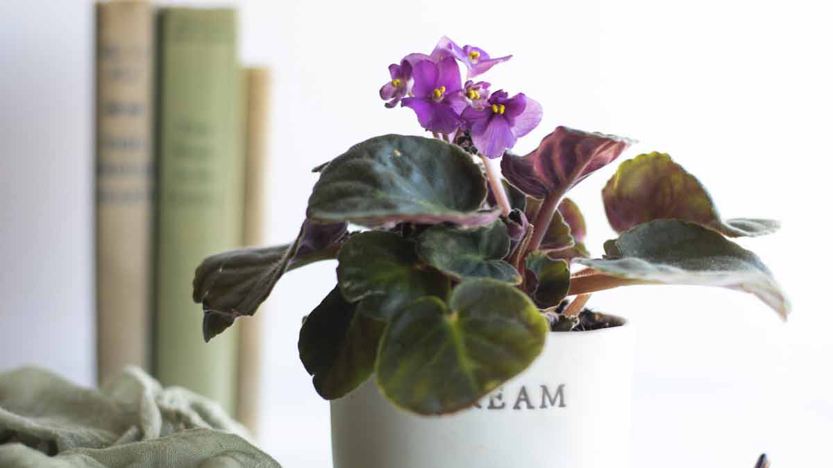 African Violet Leaves Dropping