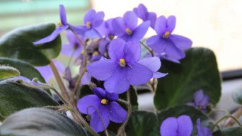 African Violet isn't blooming