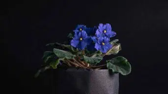 Potted African Violets