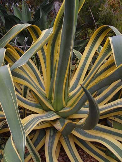 Agave Americana (Century Plant)