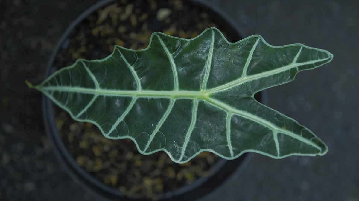 Reviving a Dying an Alocasia