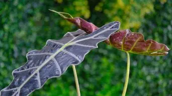 Alocasia Curling Leaves