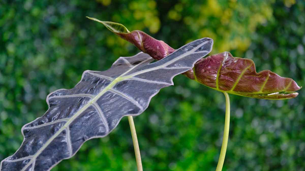 why-are-my-alocasia-leaves-curling-10-solutions