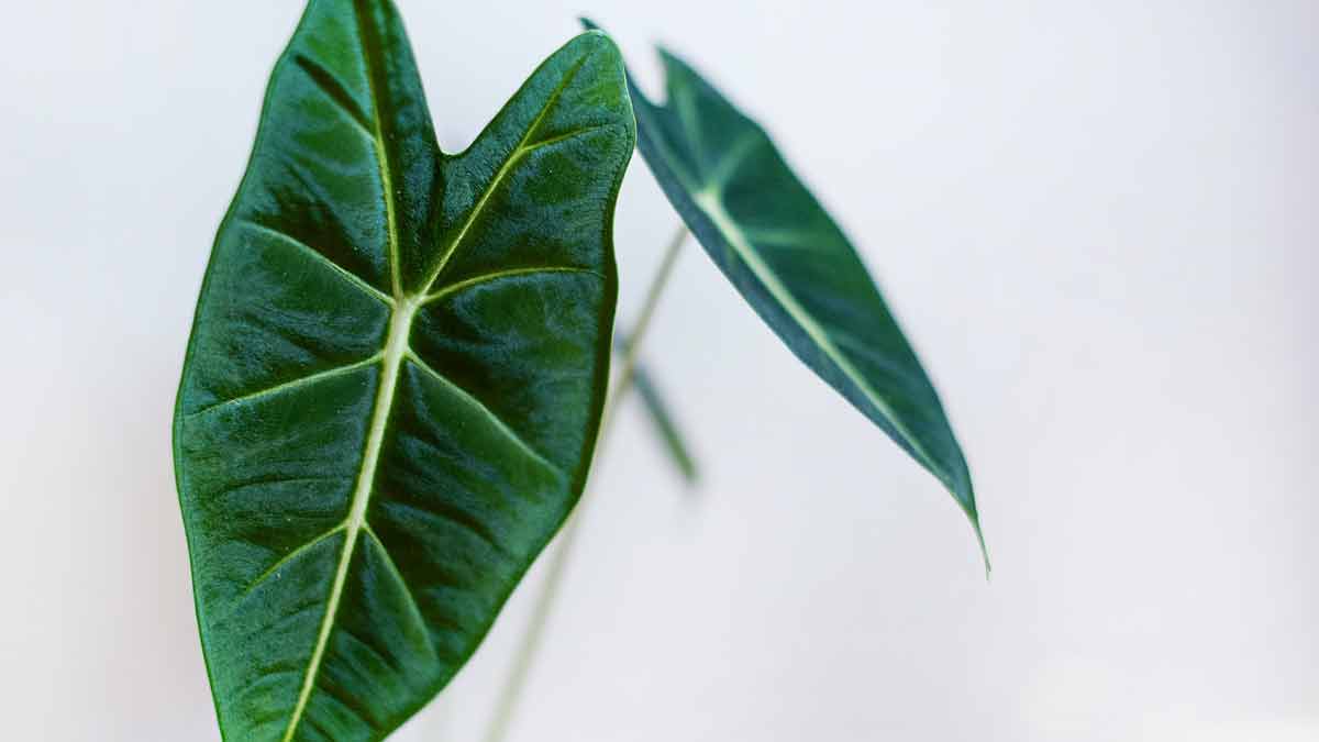 Alocasia Drooping Leaves