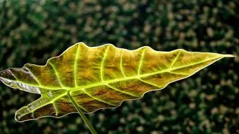 Alocasia Yellowing Leaves