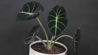 Alocasia Rotting Roots