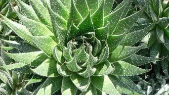 Caring for Aloe Aristata (Lace Aloe)