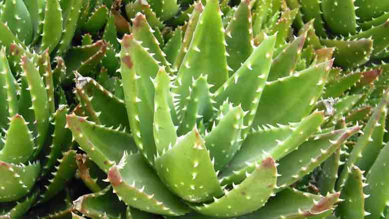 Caring for Aloe Brevifolia