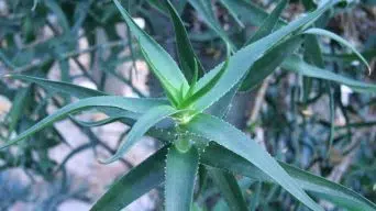 Caring for Aloiampelos ciliaris, formerly Aloe ciliaris