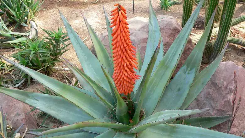 Aloe ferox (Cape Aloe)