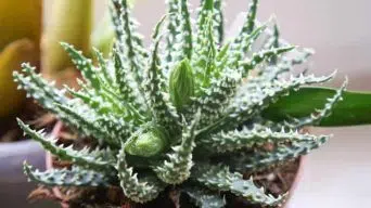 Caring for Aloe Humilis (Spider Aloe)