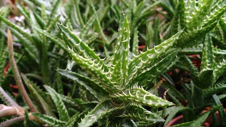 Aloe Juvenna Care and Propagation: A Complete Guide