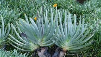 Caring for Aloe Plicatilis (Fan Aloe)