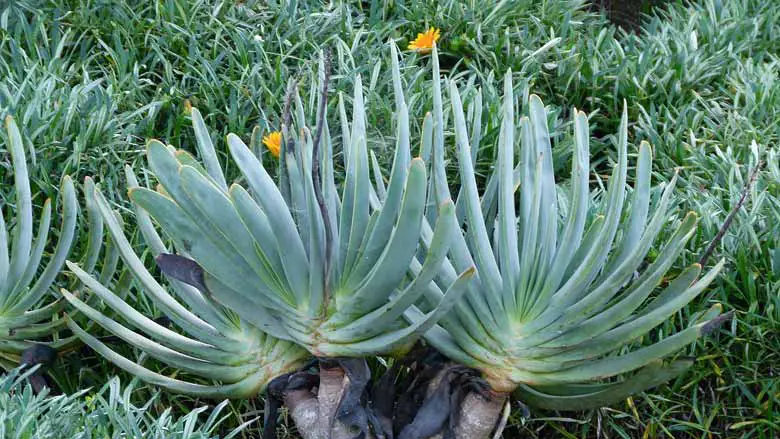 Aloe Plicatilis (Fan Aloe)