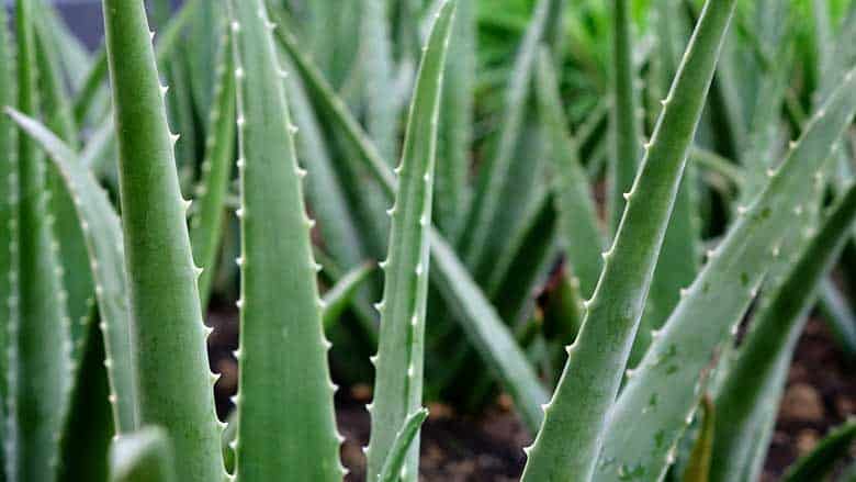 Aloe Vera