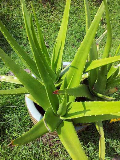 Aloe Vera