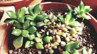 Caring for Anacampseros Rufescens