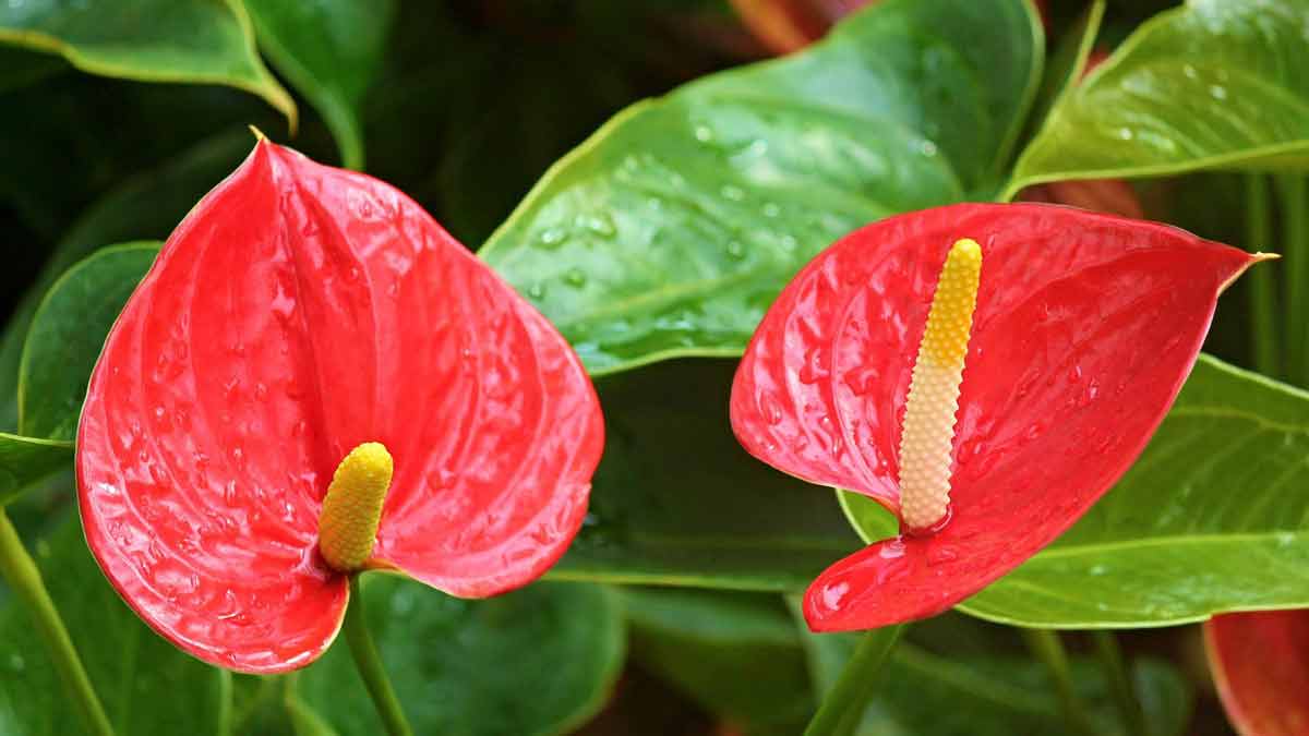 An Anthurium Plant That is Dying