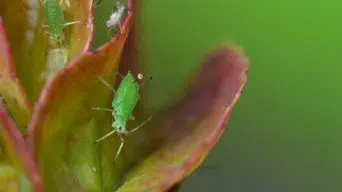 Succulent with Aphids