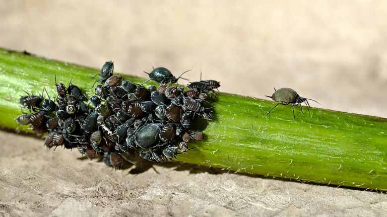 Aphids