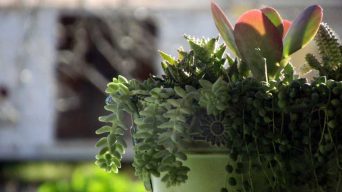 Indoor or Outdoor Succulent Plants