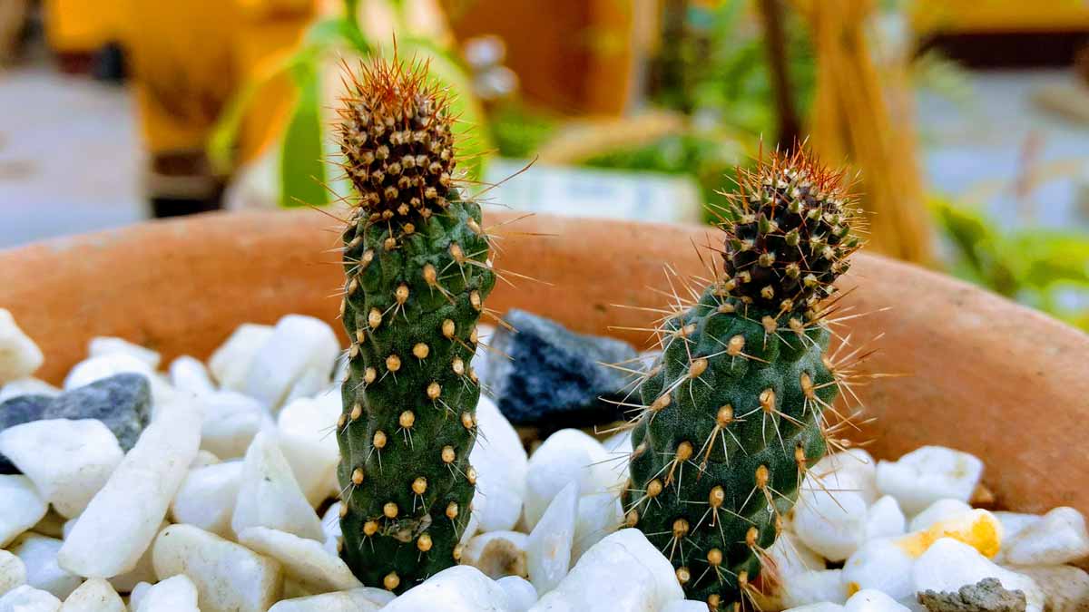 Growing cactus plants