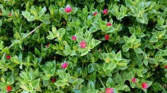 Baby Sun Rose (Mesembryanthemum Cordifolium)