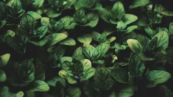 Basil Yellowing Leaves