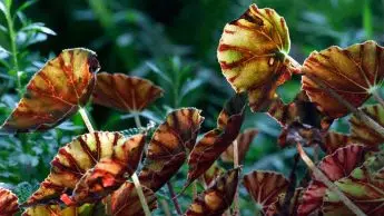 Begonia Curling Leaves