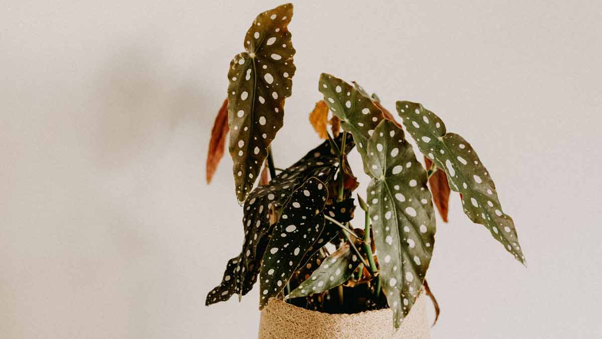 Begonia Leaves Dropping