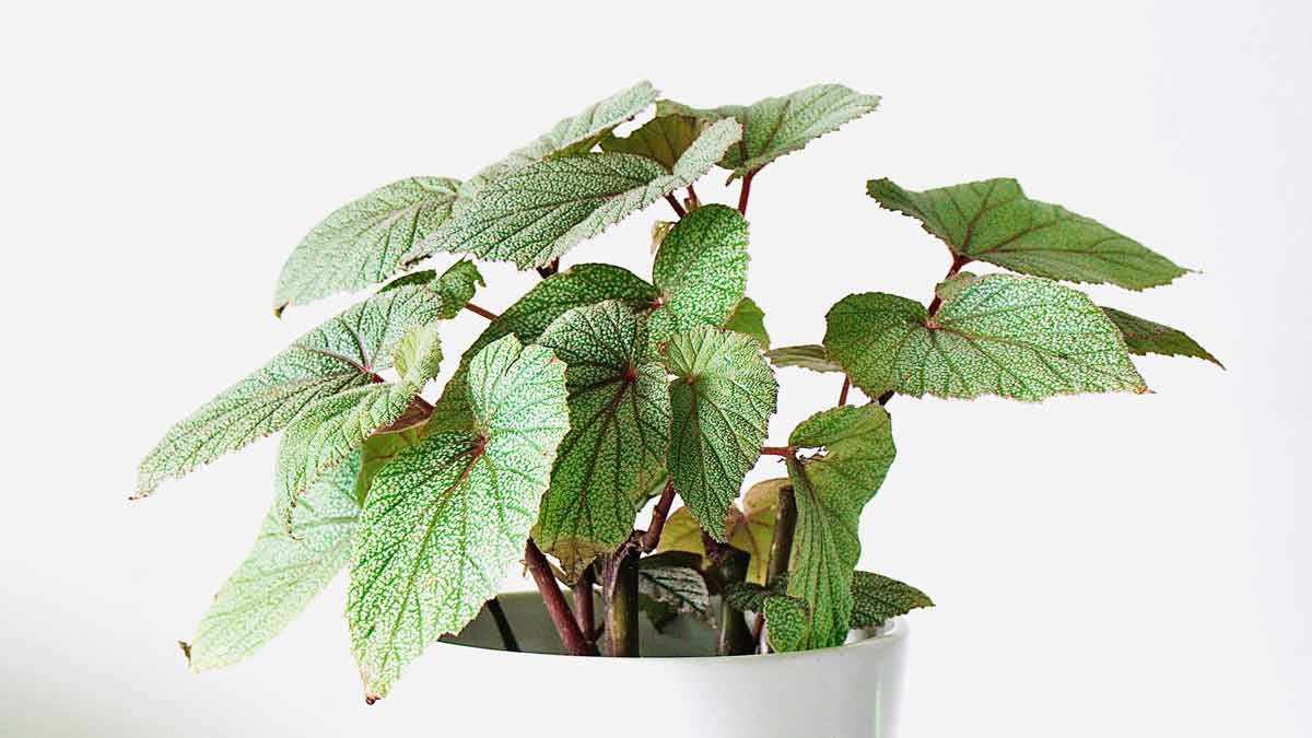 Begonia with Brown Leaves