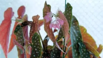 Begonia Yellow Leaves