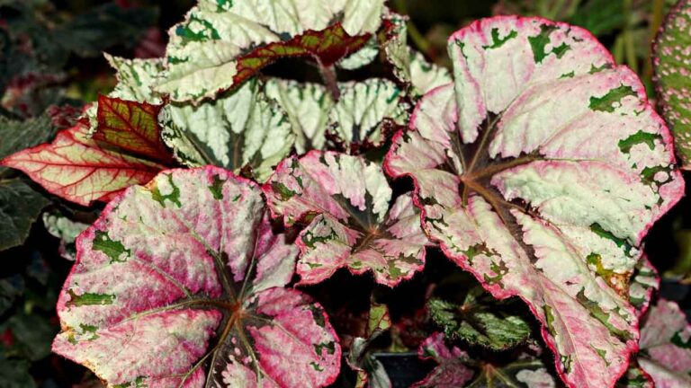 Begonia Root Rot: Causes, Treatment, and Prevention